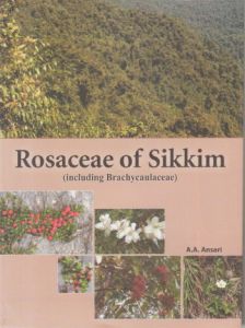 Rosaceae of Sikkim : Including Brachycaulaceae