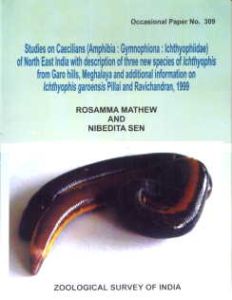 Records of the Zoological Survey of India : Studies on Caecilians (Amphibia : Gymnophiona : Ichthyophiidae) of North East India with Description of Three New Species of Ichthyophis from Garo Hills, Meghalaya(Occasional Paper No. 309)/Rosamma Mathew and Ni